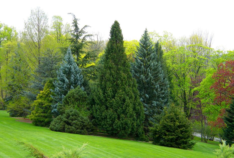 Trees